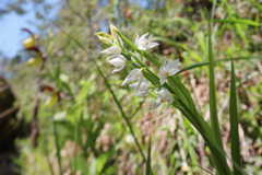 Weisses Waldvögelchen (Orchidee)